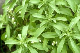 Stevia Plants